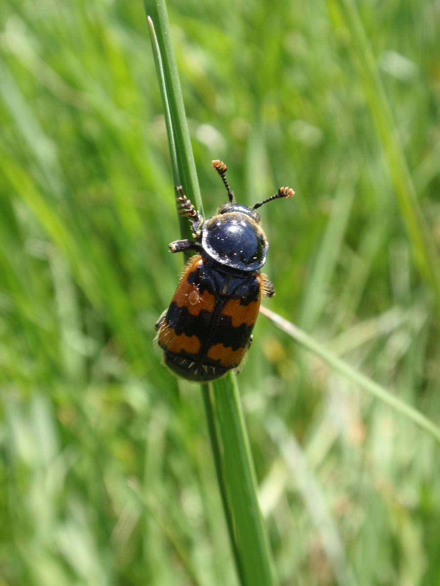 Nicrophorus sp